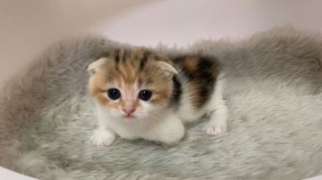マンチカン(短足)【大阪府・女の子・2019年7月20日・ブラウンタビー&ホワイト（短毛）】の写真「短足＆短毛・目の大きな女のコ」