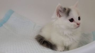 マンチカン(短足)【大阪府・女の子・2020年6月19日・ブラウンタビー&ホワイト】の写真「短足・長毛☆カワイイ女のコ♡」