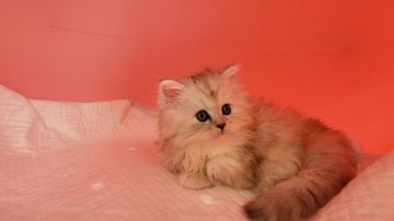 ミヌエット【大阪府・女の子・2021年1月6日・ブラウン&ホワイト】の写真「長足長毛の可愛い女のコ」