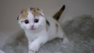 マンチカン(長足)【大阪府・女の子・2019年10月4日・ブラウンタビー&ホワイト】の写真「お目目のカワイイ女のコ♡」
