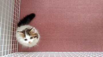 マンチカン(長足)【大阪府・男の子・2021年5月17日・ブラウンタビー&ホワイト】の写真「可愛い男のコ」