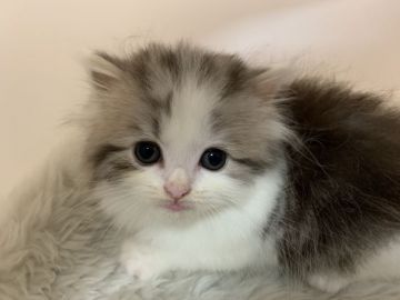 マンチカン(短足)【大阪府・男の子・2019年7月20日・シルバータビー&ホワイト（長毛）】の写真「短足＆長毛の可愛い男のコ」