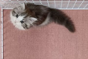 マンチカン(長足)【大阪府・男の子・2021年5月21日・シルバータビー&ホワイト】の写真「可愛い男のコ」