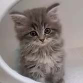 サイベリアン【大阪府・男の子・2024年4月30日・ブルータビー】の写真1