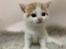 マンチカン(長足)【大阪府・女の子・2019年7月20日・レッドタビー&ホワイト】の写真1