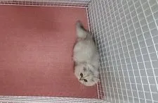 ミヌエット【大阪府・男の子・2021年5月18日・シルバータビー&ホワイト】の写真2