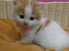 マンチカン(長足)【大阪府・女の子・2019年5月30日・レッドタビー&ホワイト】の写真4