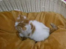 マンチカン(長足)【大阪府・女の子・2019年5月30日・レッドタビー&ホワイト】の写真5