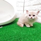 サイベリアン