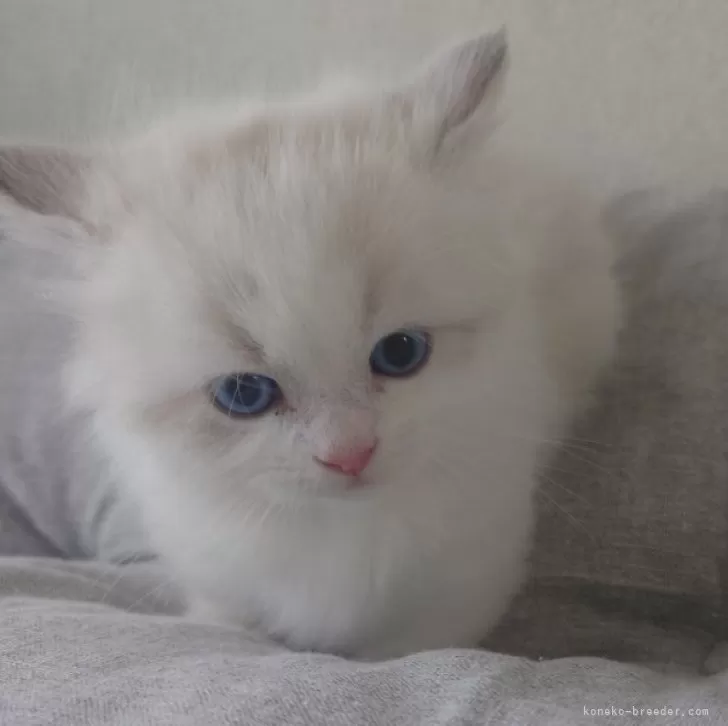 ID:2408-00572の子猫