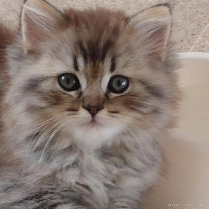 ID:2209-01788の子猫