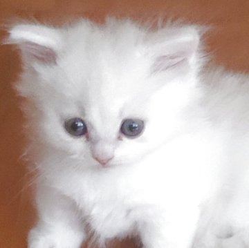 ミヌエット(長足)【新潟県・男の子・2025年9月21日・ホワイト&クリーム】の写真「遊び好きなイケメン男子！」