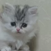 ミヌエット(短足)【新潟県・女の子・2024年11月20日・キャリコ】の写真1