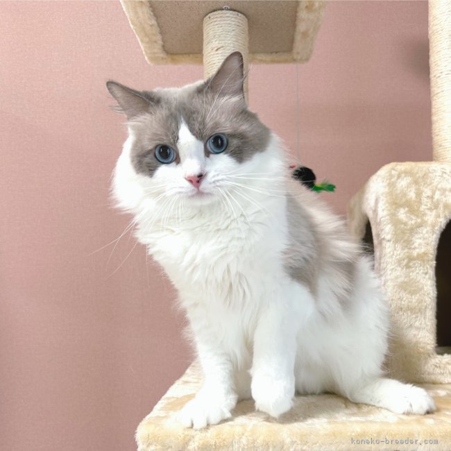 ラグドール【・男の子・2019年4月13日・ブルーポイントバイカラー】「イケメン君です♪」