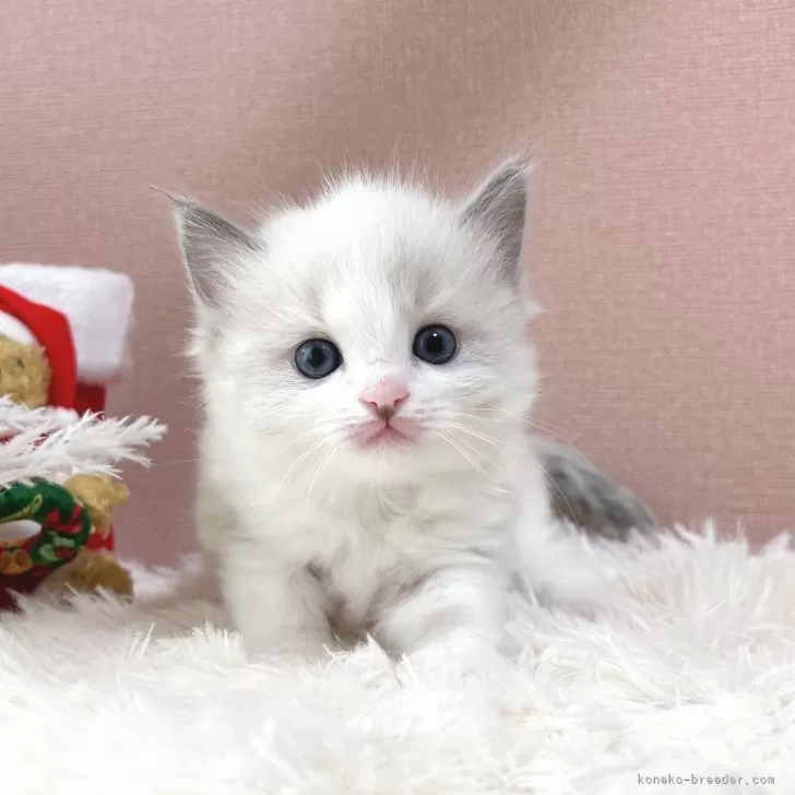 ID:2411-01646の子猫