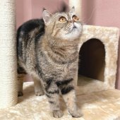 エキゾチックショートヘア【・女の子・2019年7月4日・ブラウンクラシックタビー】