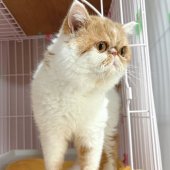 エキゾチックショートヘア【・男の子・2019年2月13日・レッドクラシックタビー&ホワイト】