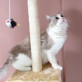 ラグドール【・男の子・2019年4月8日・ブルーポイントバイカラー】