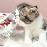 エキゾチックショートヘア【岡山県・男の子・2024年10月14日・ブラウンクラシックタビー&ホワイト】の写真3