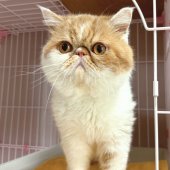 エキゾチックショートヘア【・男の子・2019年2月13日・レッドクラシックタビー&ホワイト】