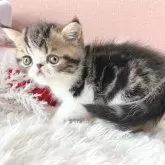 エキゾチックショートヘア【岡山県・男の子・2024年10月14日・ブラウンクラシックタビー&ホワイト】の写真5