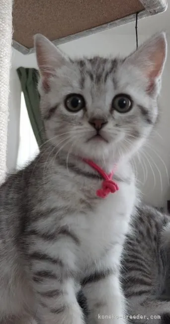 ID：2109-01580の子猫