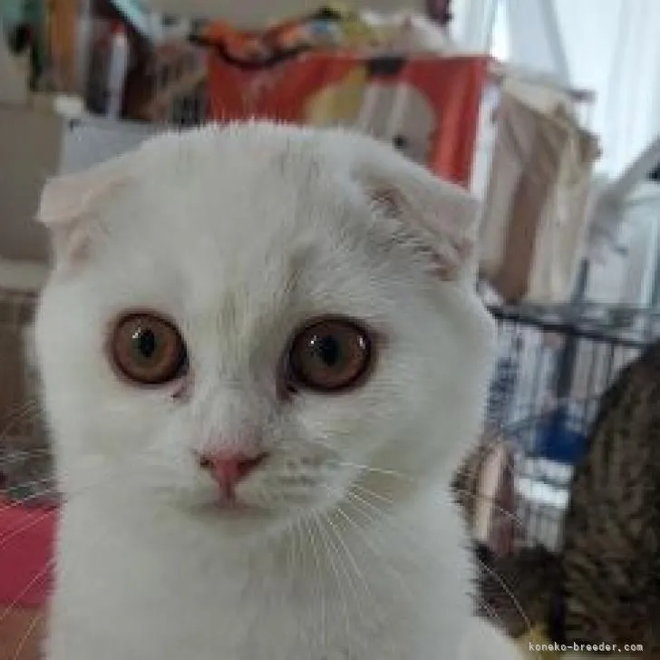 ID：2206-02838の子猫