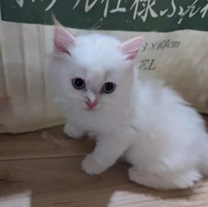ID：2308-02635の子猫