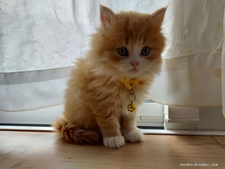 じん 様のお迎えした子猫