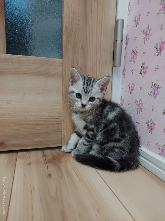 アメリカンショートヘア【福岡県・女の子・2021年2月14日・シルバータビー】の写真1