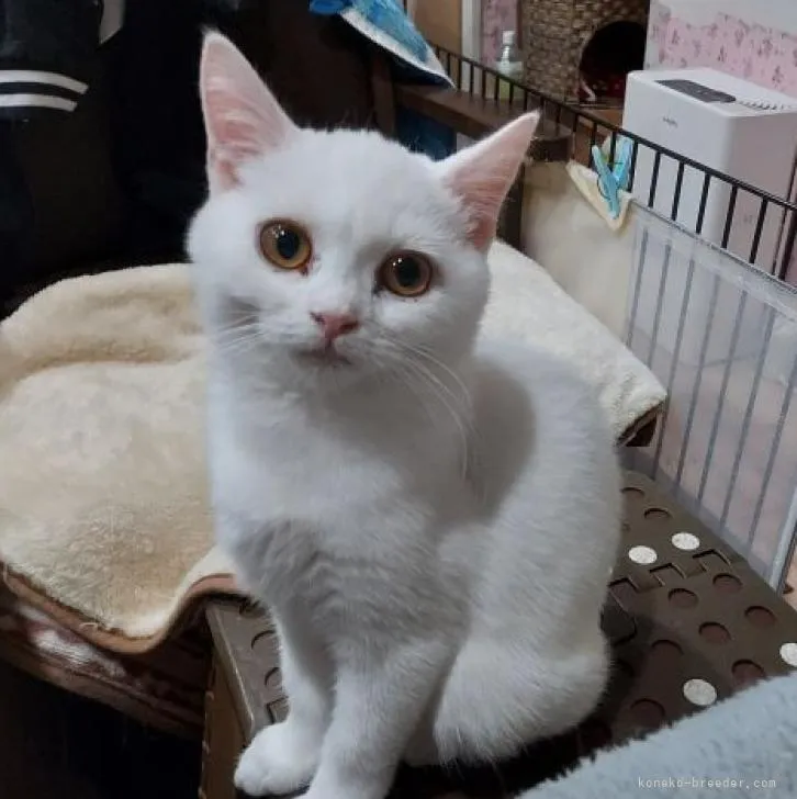 ID：2301-01031の子猫