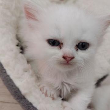 スコティッシュフォールド(立ち耳)【福岡県・男の子・2022年9月4日・ブラック&ホワイトバン】の写真「8匹兄妹です！」