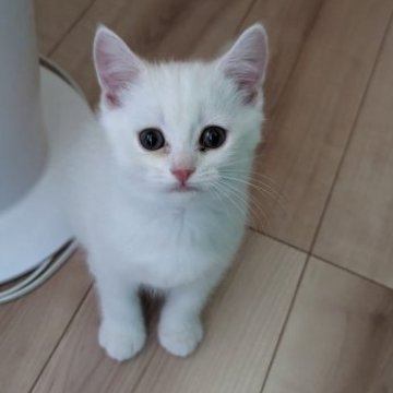 マンチカン【福岡県・男の子・2023年3月20日・クリームタビー】の写真「めちゃくちゃかわいいです！」