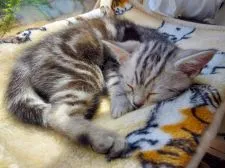 アメリカンショートヘア【福岡県・女の子・2021年2月14日・シルバータビー】の写真2