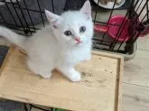 マンチカン(長足)【福岡県・男の子・2023年3月20日・】の写真3