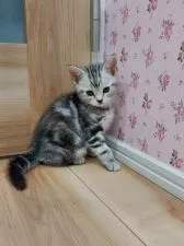 アメリカンショートヘア【福岡県・女の子・2021年2月14日・シルバータビー】の写真3