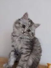 ミヌエット(長足)【福岡県・女の子・2022年3月20日・シルバータビー】の写真3「活発です！」