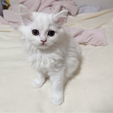 スコティッシュフォールド【福岡県・男の子・2025年5月24日・ホワイト】の写真「唯一の男の子です」