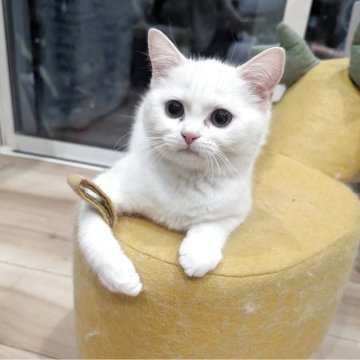 スコティッシュフォールド(立ち耳)【福岡県・女の子・2025年8月3日・ホワイト&ブラック】の写真「1人っこですくすく成長してます！」