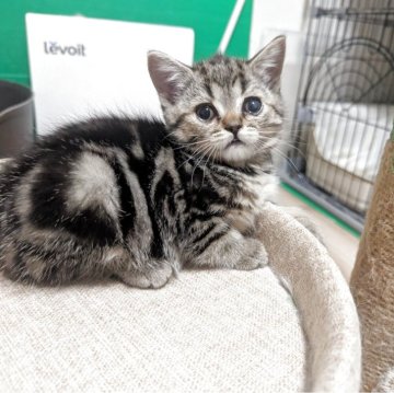 スコティッシュフォールド【福岡県・女の子・2025年5月24日・ブラウンタビー】の写真「元気いっぱい」