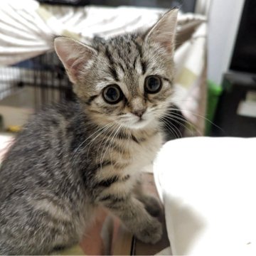 スコティッシュフォールド【福岡県・女の子・2025年5月24日・ブラウンタビー】の写真「お目々くりくりです」