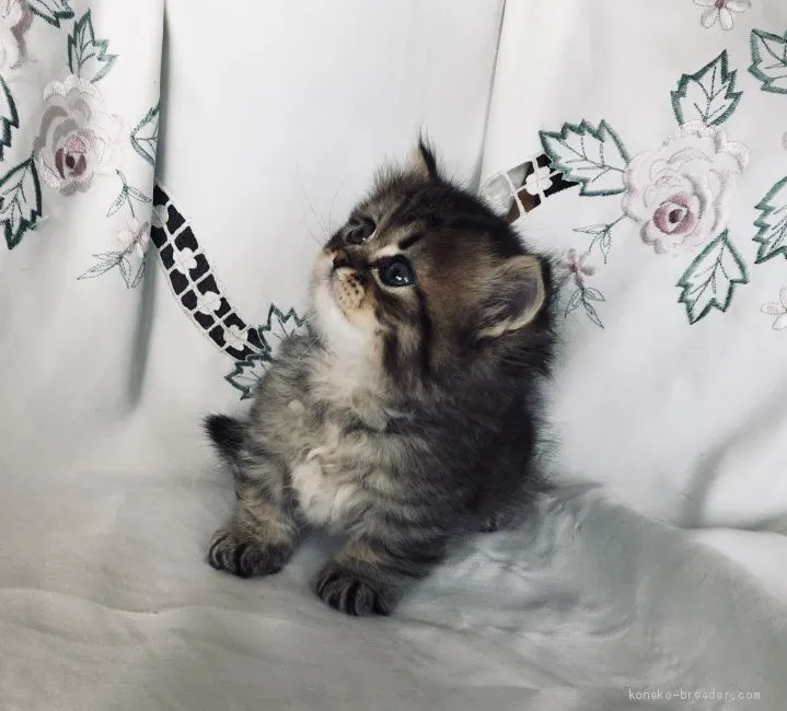 ID：2101-00794の子猫