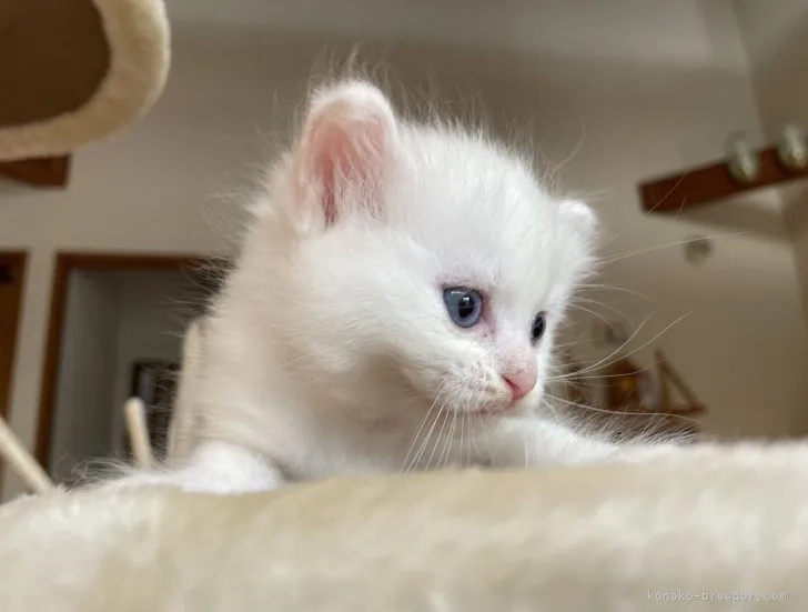 ID:2207-01064の子猫