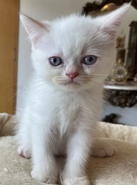 なおちゃん 様のお迎えした子猫