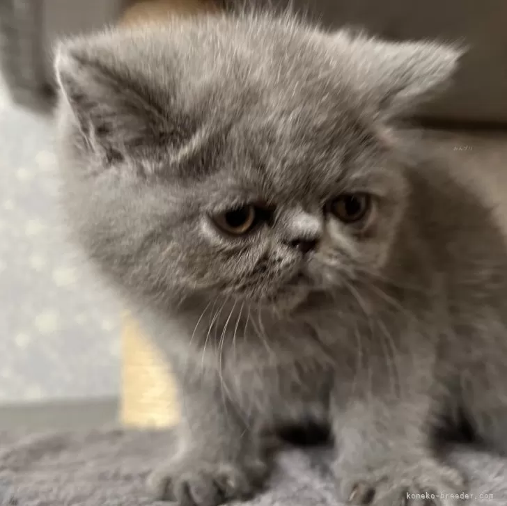ID:2405-00741の子猫