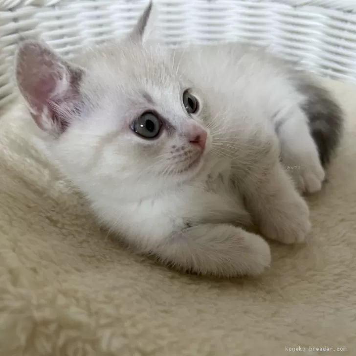 ID:2410-00353の子猫