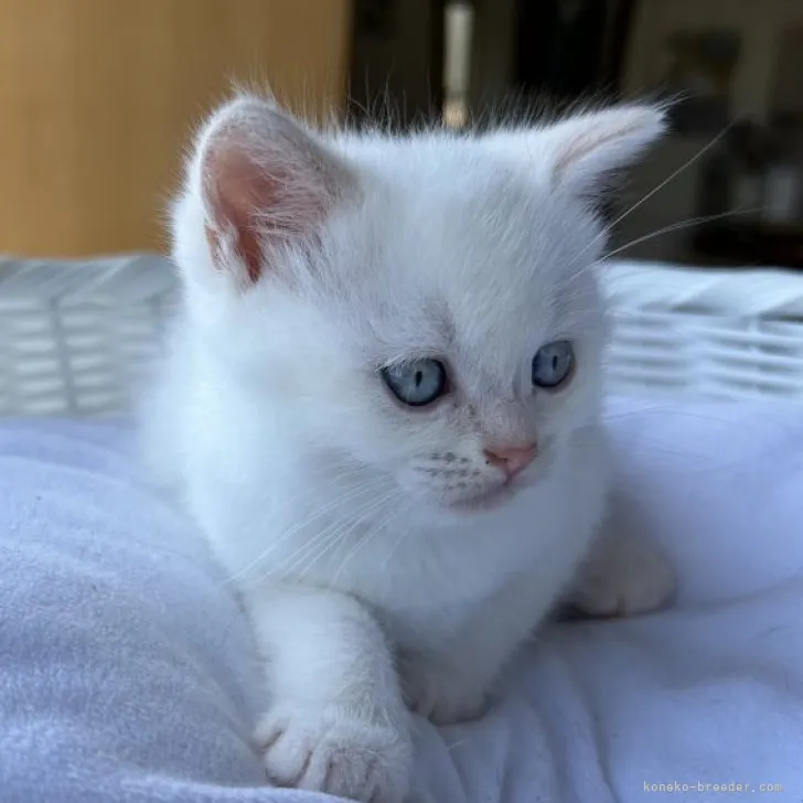 ID：2306-02520の子猫