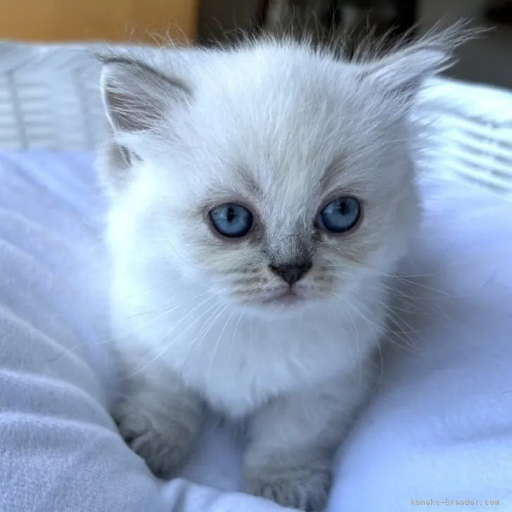 ID：2306-02517の子猫