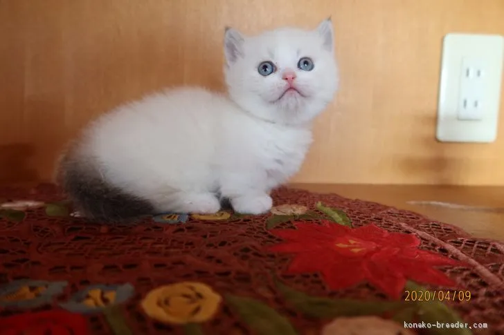 もぐら 様のお迎えした子猫