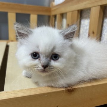 マンチカン(短足)【岡山県・女の子・2023年5月10日・ブルーポイント（短毛〜中毛）】の写真「お目々がブルーで毛色がブルーポイントの女の子です💕」